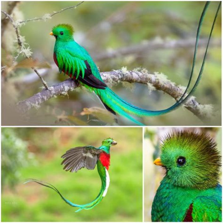 A Quetzal with stuff on its back