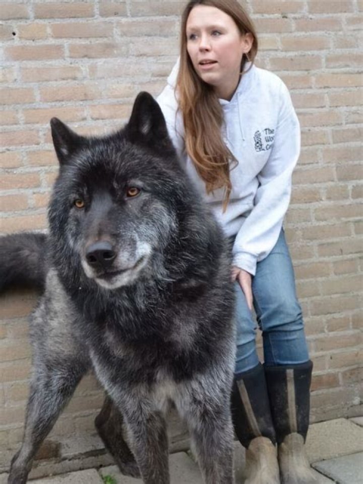 Andras the Black Dog