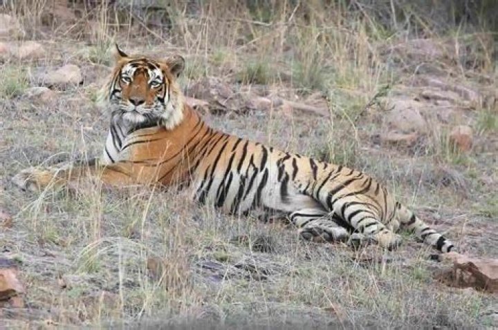 Are there actual levels in Tiger! Tiger! aside of first one?