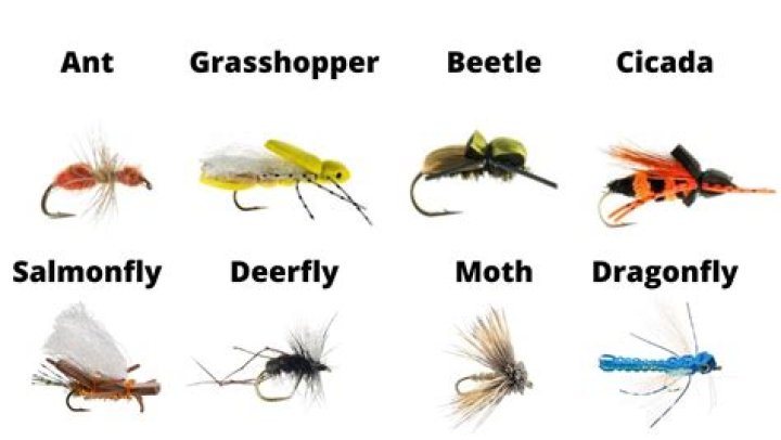 Are there any bugs or fish to be found on main street?