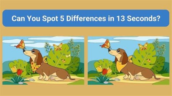 Are there any differences between the pets other than aesthetics?