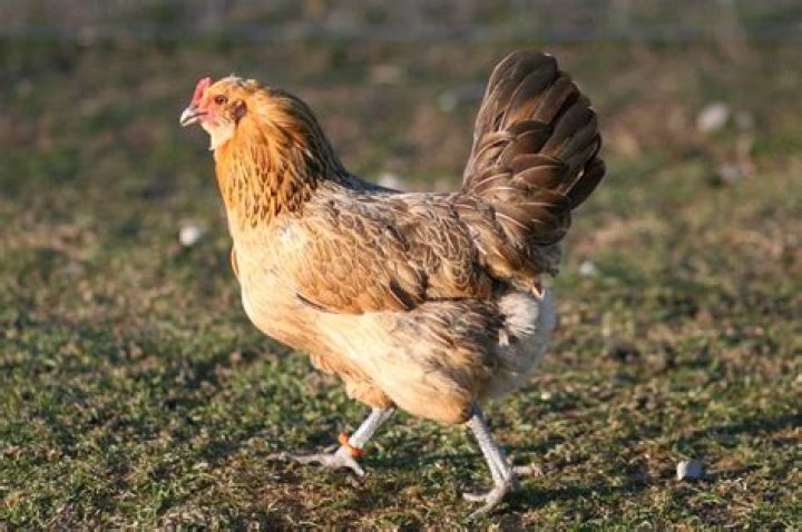 Brown Chickens and egg frequency