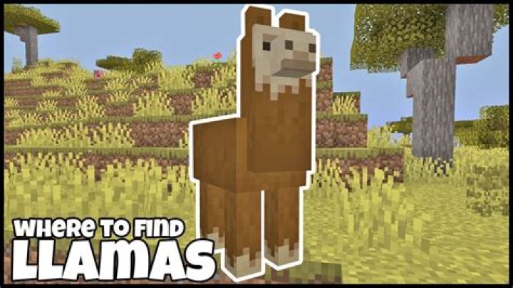 Can't Find Llamas!