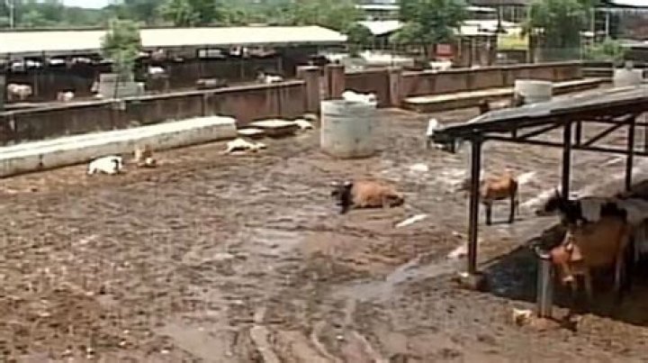 Can cows starve to death?