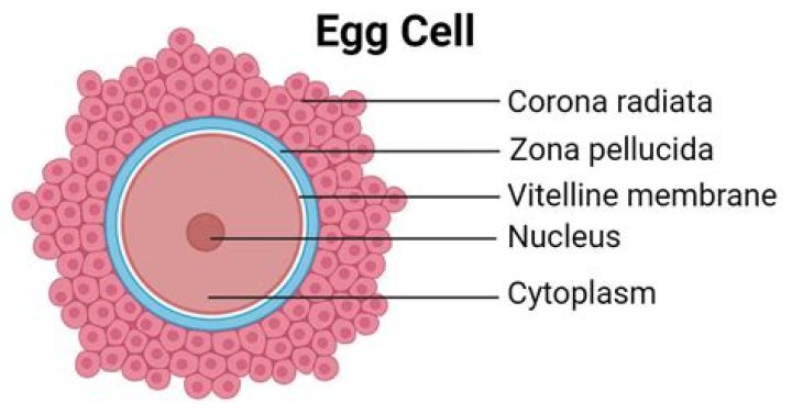 Can the Orochick (Wondrous Egg) be acquired? If so, how?