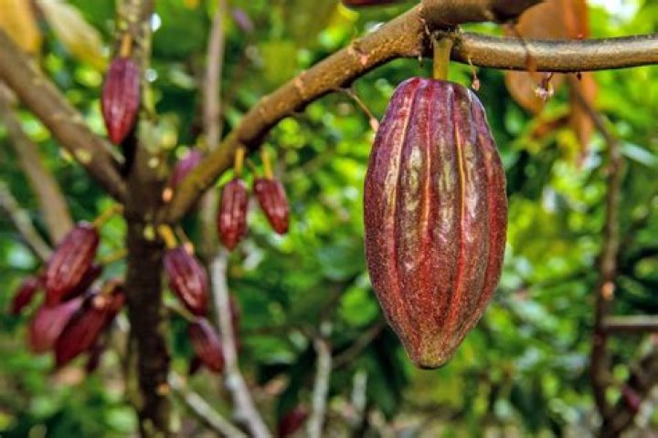 Can you find cocoa beans out-of-jungle?