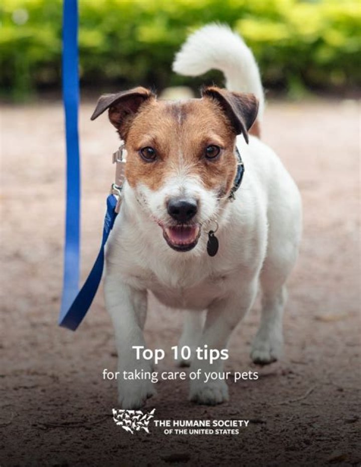 Can you get dogs or cats without the Pets expansion?