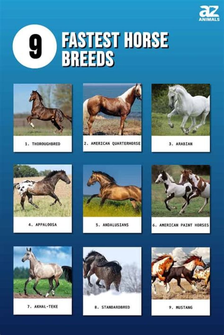 Do different horses have different speeds?
