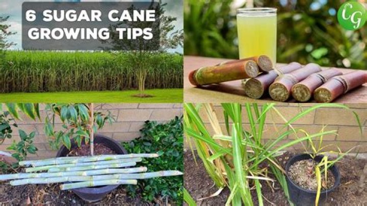 Does sugarcane grow faster on sand?