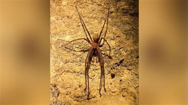 Does the presence of Giant Cave Spider Silk always indicate the presence of Giant Cave Spiders?