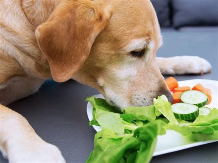 Dog Salad RNG Debunk