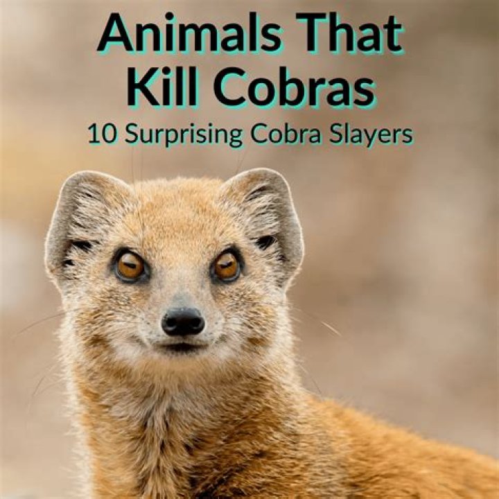 How can I kill adorable animals?