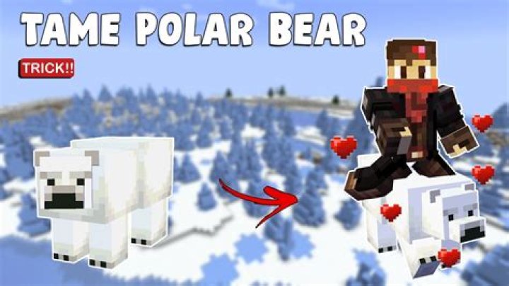How do I breed a polar bear in Minecraft? [duplicate]