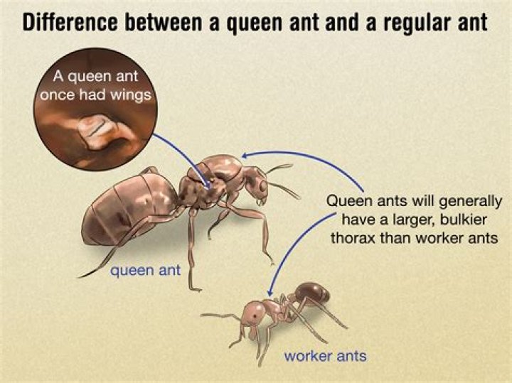 How do I find Queen Endregas?