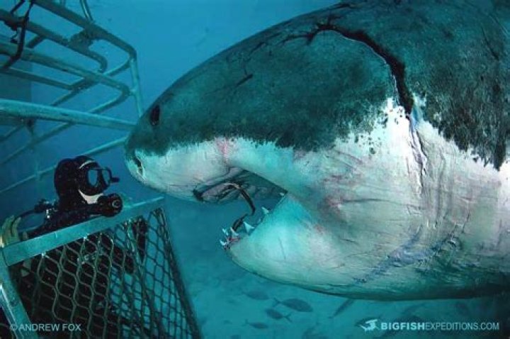 How do I get a shark to attack me when diving?