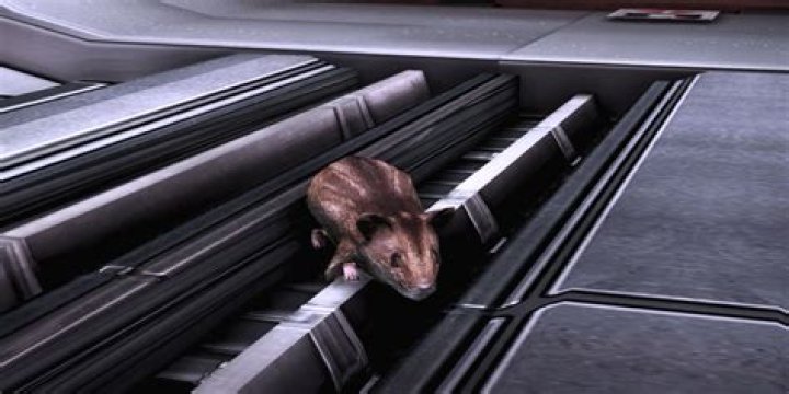 How do I get my lost space hamster back?