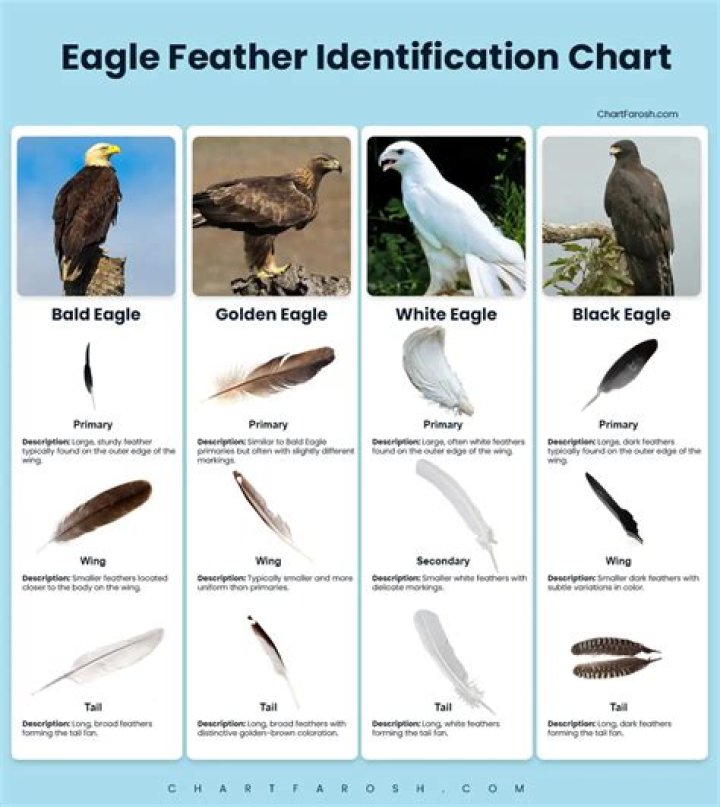How do I get the feathers?