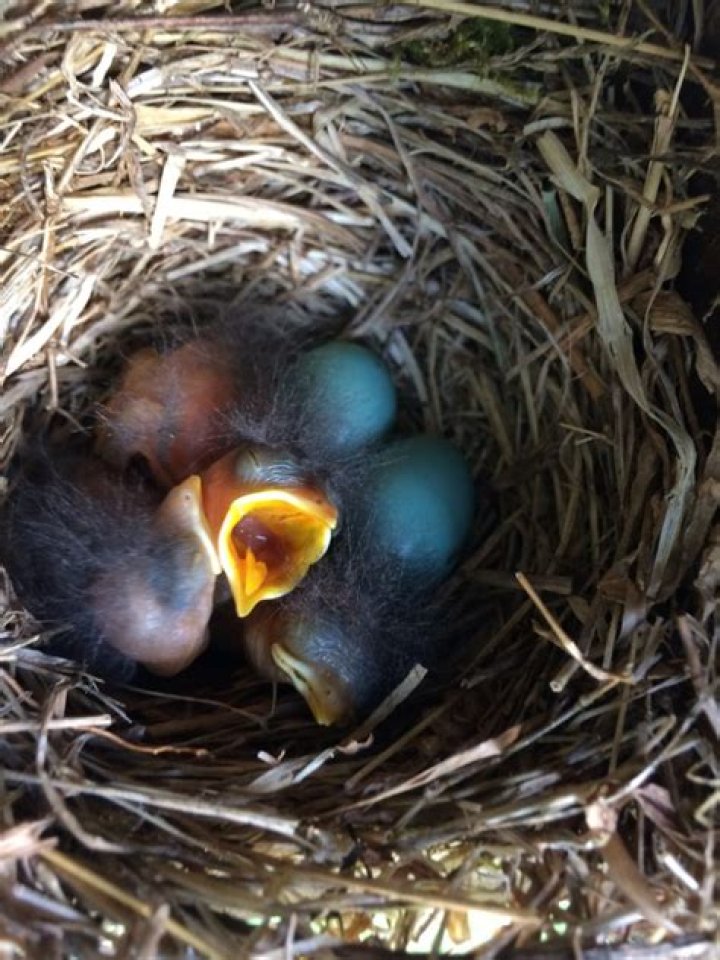 How do I hatch a Tallbird egg?