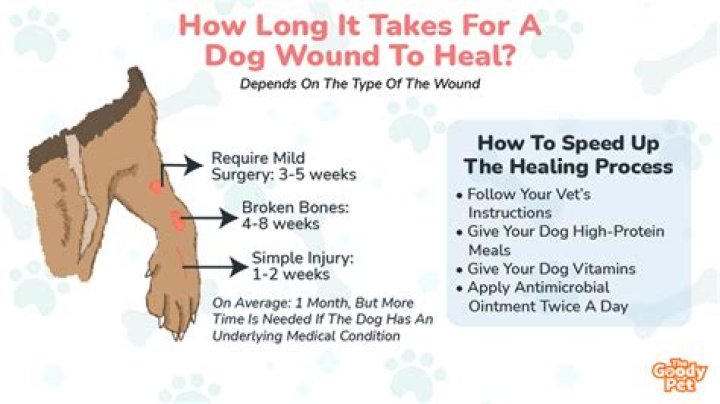 How do i heal my dogs