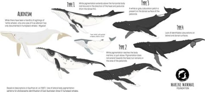 How do I hunt White Whales?