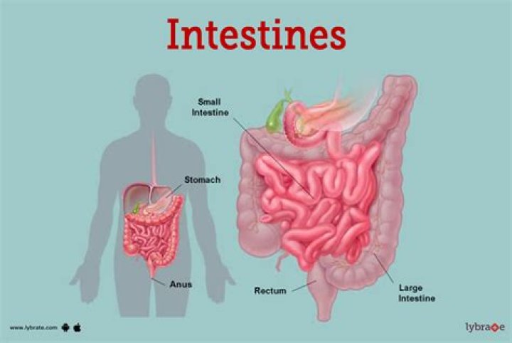 How do I remove people's intestines?
