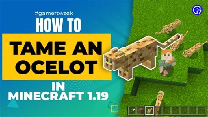 How do I tame an ocelot in minecraft P.E version 1.9.1?