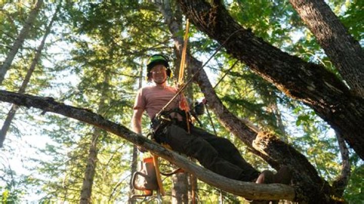 How do Miner Trees work?