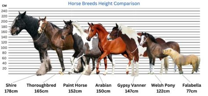 How do you breed better horses?