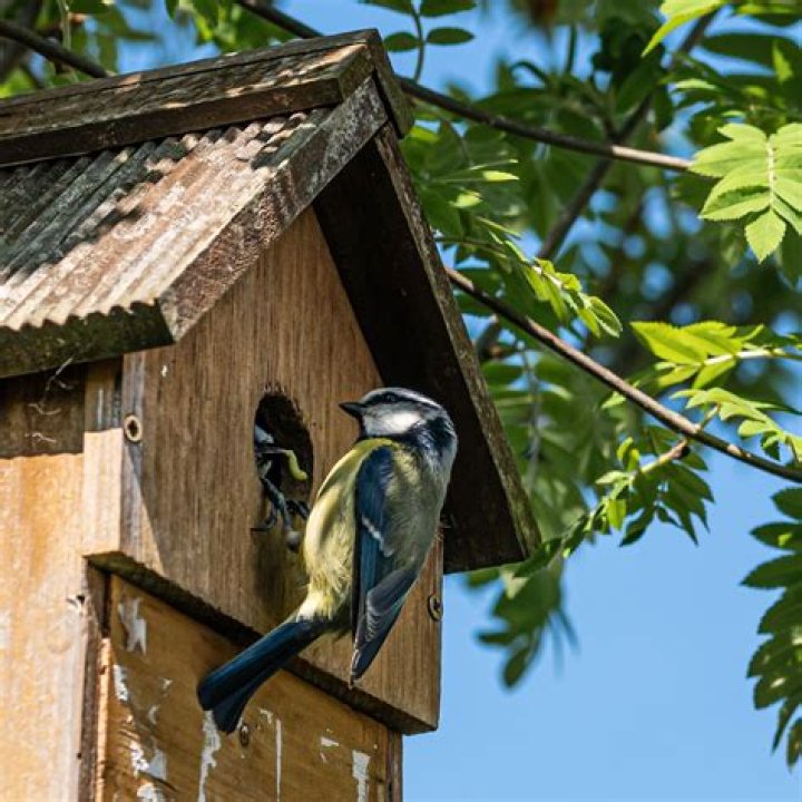 How do you find the carrier bird?