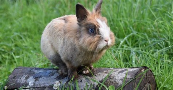 How do you summon the Killer Bunny on Bedrock Edition?