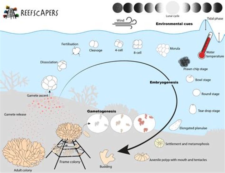 How does animal spawning work?
