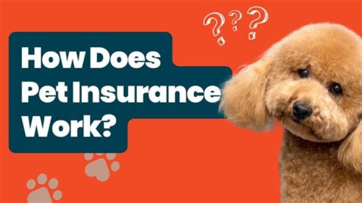 How does pet insurance work for leagues?