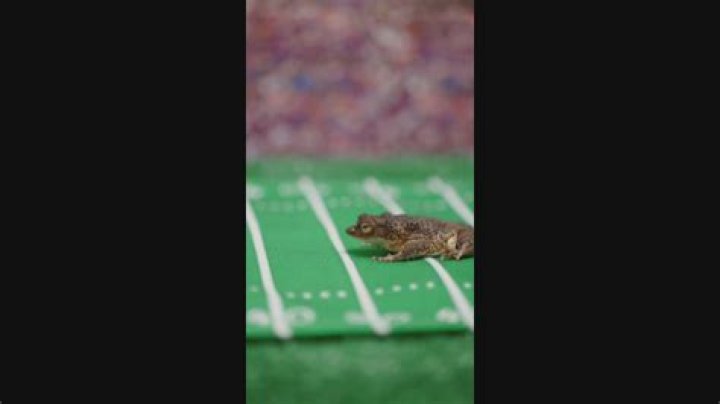 How does Toad predict the winner?