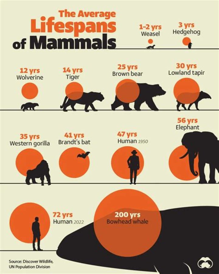 How long are the natural lifespans of the other aliens?