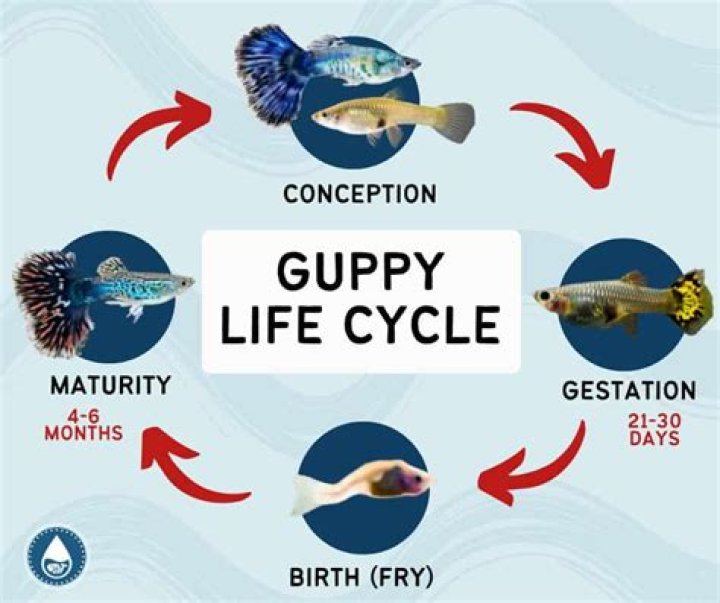 How long does it take for an animal to grow up?