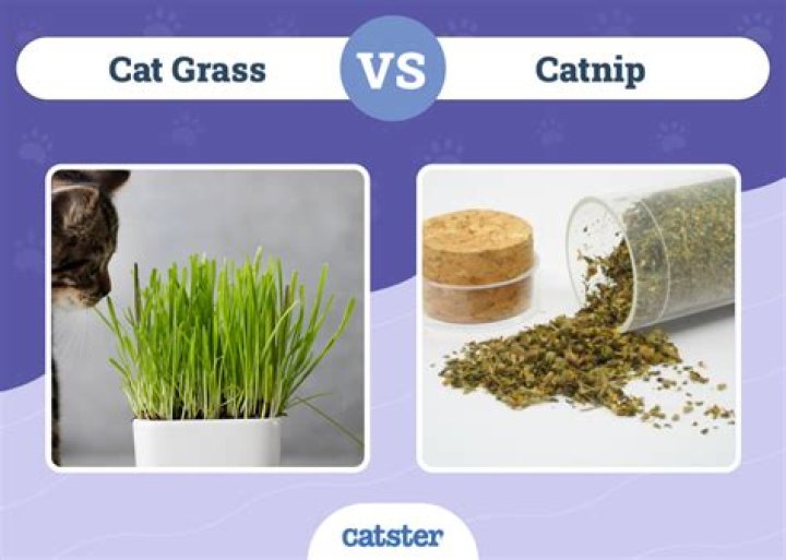 How much catnip does a kitten require?