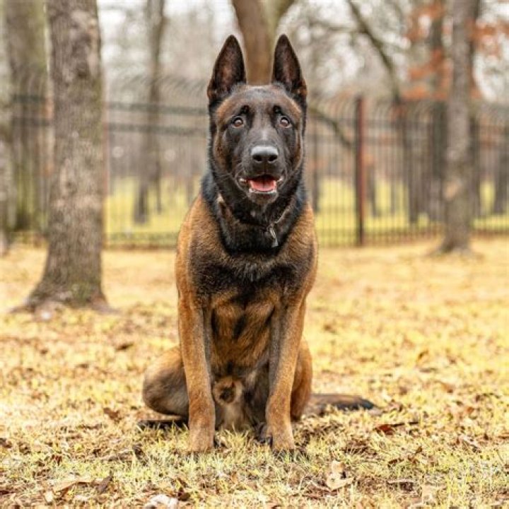 How to activate guard dog after kill streak?
