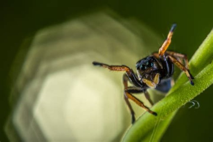 How to lure spiders as Webber without attacking the nest?