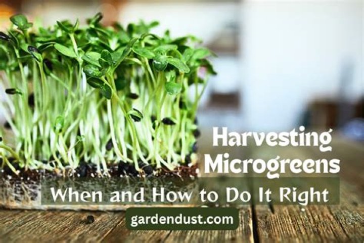 How to micro infestors most effectively