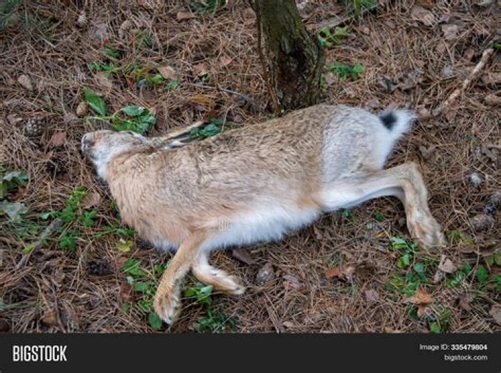 How to send photos of dead animals to Cletus