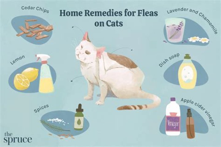I hate my cat, how can I get rid of it?