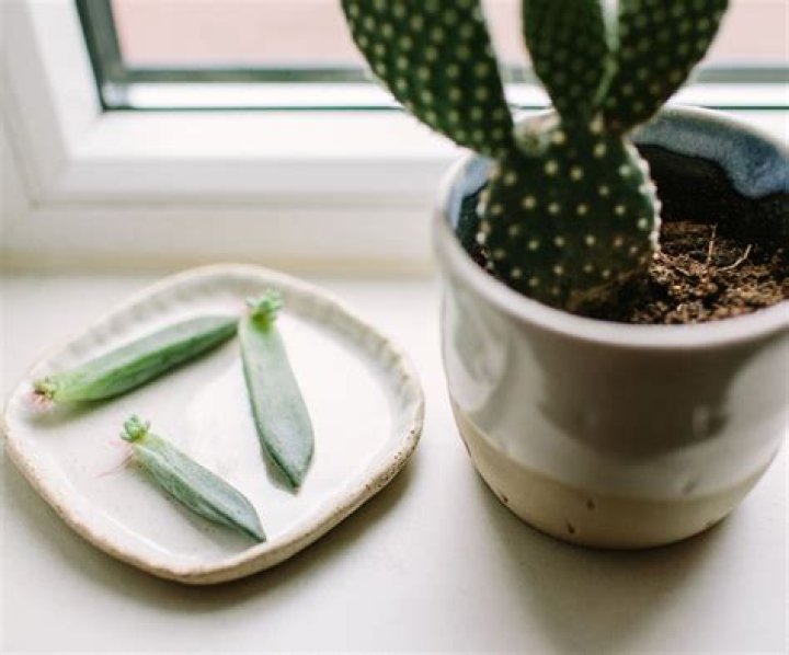 Is it possible to grow cactus?