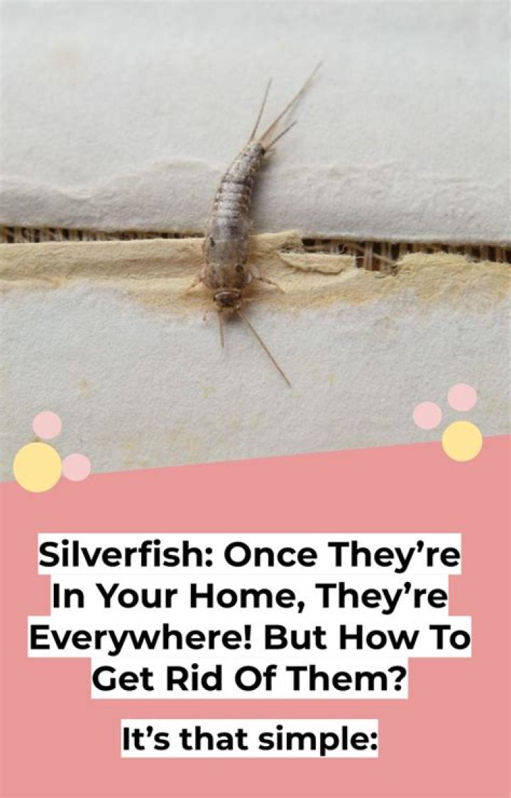 More silverfish appearing? How do I stop this?