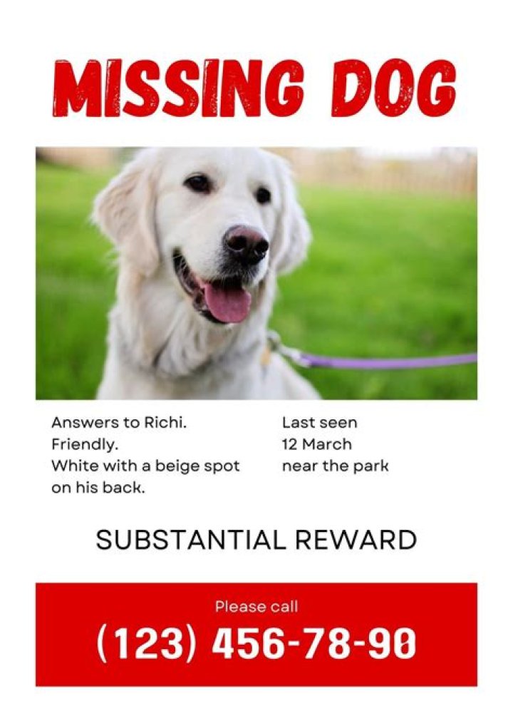 My dog is missing