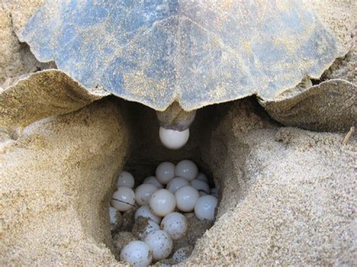 My turtles just won't lay eggs