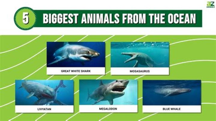 Named giant animal
