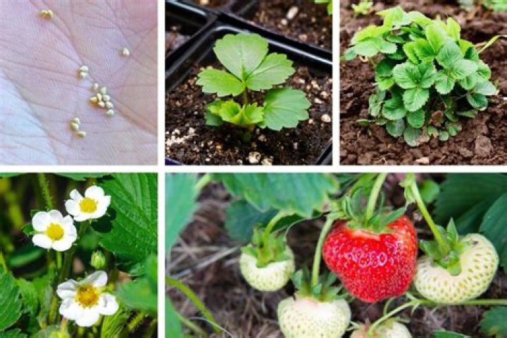 No Strawberry seeds in Year 5