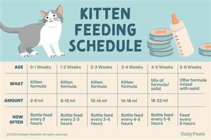 preparing for first reset: how many kittens?