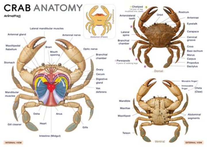 Should tanky players use Aspect of the Crab?