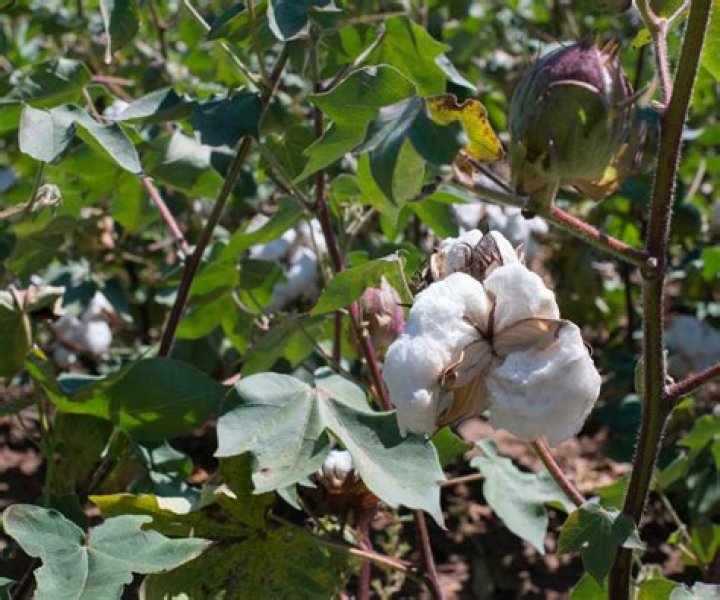 Ways to get cotton